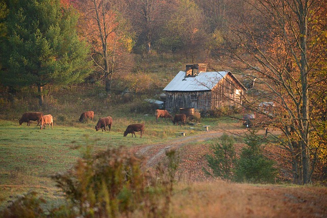 farm-5555942_640
