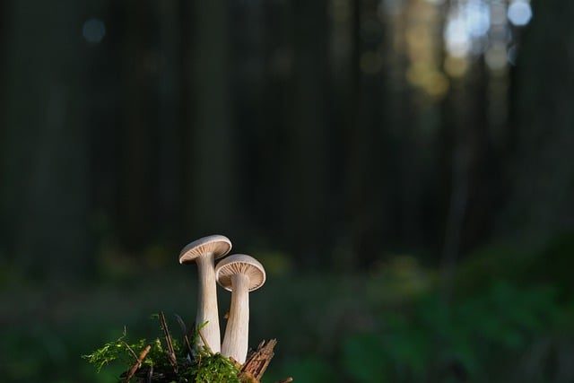 mushrooms-7596258_640