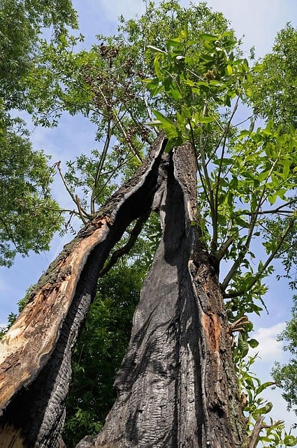 damaged-tree-2632_640