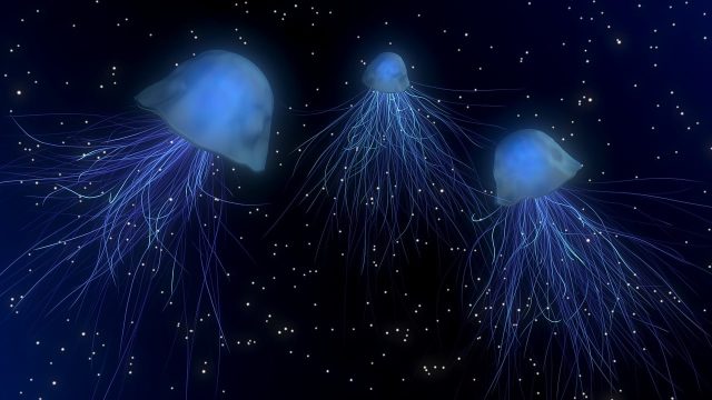 jellyfishes-1730018_1280